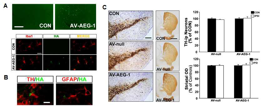 AV 기반 유전자 구조물 도입 후 발현 양상 확인. (A) 정상 성체 마우스 흑질에 AV-AEG-1 주입 후 표적 단백질(HA, Green)이 미세아교세포(Iba1, Red)에 도입/발현되어 있음을 이중 형광혐색을 통해 확인함. Scale bars, 200 ㎛ (상); 20 ㎛ (하). (B) AV 기반 유전자 구조물 도입 후 도파민 신경세포 (TH, Red)와 성상아교세포 (GFAP, Red)에서는 AV-AEG-1 도입/발현(HA) 신호가 탐지되지 않음. Scale bar, 20 ㎛. (C) TH 면역염색결과, AV 기반 신규 유전자 구조물 도입에 의한 흑질-선조체 도파민 신경 시스템 손상은 없음. Scale bars, 200 ㎛ (좌); 1,000 ㎛ (우)