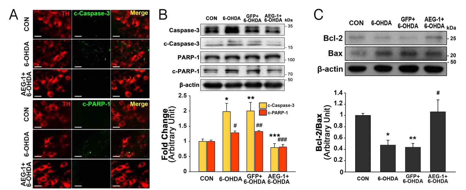 AEG-1 유전자 구조물의 성체 도파민 신경세포 보호기전 확인(1) 성체 C57BL/6 마우스 우측 중뇌 흑질 내 유전자 구조물 도입 3주 후 우측 대뇌 선조체 내에 신경독성물질인 6-OHDA를 처리하여 이틀 뒤에 뇌를 적출, 조직면역염색 및 웨스턴 블랏을 통해 AEG-1 도입 유무에 따른 apoptosis 신호 활성 변화를 조사함. (A) 대표적인 apoptosis 신호 주요 매개인자인 c-Caspase-3 또는 c-PARP-1 (Green)과 TH(Red)의 이중 형광염색 결과, 6-OHDA 투여에 의해 도파민 신경세포(TH) 내에서 증가된 c-Caspase-3 (Green)와 c-PARP-1 (Green)의 발현 수준이 AEG-1 유전자 구조물 도입군에서 줄어있음을 확인함. 위에서부터 정상대조군(CON), 6-OHDA 단독 투여군(6-OHDA), AEG-1 도입 후 6-OHDA 투여군(AEG-1+6-OHDA). Scale bars, 20 ㎛. (B & C) Apoptosis 신호 주요 매개인자인 c-Caspase-3와 c-PARP-1의 발현 수준 및 Bcl-2/Bax 발현 비율을 정량적으로 분석하기 위해 웨스턴 블랏을 실시함. 왼쪽부터 정상대조군(CON), 6-OHDA 단독 투여군(6-OHDA), GFP 도입 후 6-OHDA 투여군(GFP+6-OHDA), AEG-1 도입 후 6-OHDA 투여군(AEG-1+6-OHDA). 웨스턴 블랏 결과, AEG-1 도입에 의해 apoptosis 신호 활성도가 감소하였다는 이중 형광염색 결과와 같은 결과가 도출됨