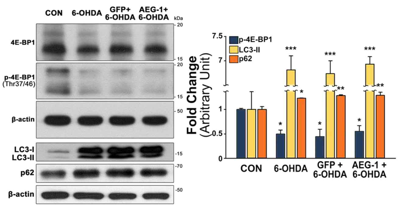AEG-1 유전자 구조물의 성체 도파민 신경세포 보호기전 확인(2) 성체 마우스 우측 중뇌 흑질 내 유전자 구조물 도입 3주 후 우측 대뇌 선조체 내에 신경독성물질인 6-OHDA를 처리하여 이틀 뒤에 뇌를 적출, 웨스턴 블랏을 통해 AEG-1 도입 유무에 따른 신경세포 생존 주요 핵심기전 활성도 변화 및 autophagy 신호 활성을 조사함. 왼쪽부터 정상대조군(CON), 6-OHDA 단독 투여군(6-OHDA), GFP 도입 후 6-OHDA 투여군 (GFP+6-OHDA), AEG-1 도입 후 6-OHDA 투여군(AEG-1+6-OHDA). 6-OHDA 도입에 의해 mTORC1 기전 활성도가 감소되었으며, 비정상적인 autophagy 신호가 관찰됨. AEG-1 유전자 구조물 도입에 의한 mTORC1 기전 활성도 보존 및 비정상적인 autophagy 신호 억제 효과는 관찰되지 않음