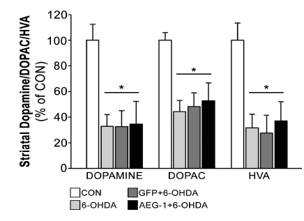 유전자 구조물 도입에 의한 도파민 신경세포 활성도 보존 검증 성체 C57BL/6 마우스 뇌 내 유전자 구조물 도입 3주 후 6-OHDA 처리하여 일주일 뒤에 뇌를 적출, HPLC 분석을 통해 AEG-1 도입군에서의 대뇌 선조체 내 도파민과 그 대사산물의 양적 변화를 대조군과 정량적으로 비교 분석함. 정상대조군(CON), 6-OHDA단독 투여군(6-OHDA), GFP 도입 후 6-OHDA 투여군(GFP+6-OHDA), 그리고 AEG-1 도입 후 6-OHDA 투여군(AEG-1+6-OHDA)에서 도파민 및 대사산물(DOPAC과 HVA)의 양적 보존 정도를 비교 분석한 결과, AEG-1 도입에 의한 선조체 내 도파민과 대사산물의 양적 보존이 관찰되지 않았음. *p < 0.05 vs. CON (one-way ANOVA with Tukey’s post-hoc test; n = 4 for each group)
