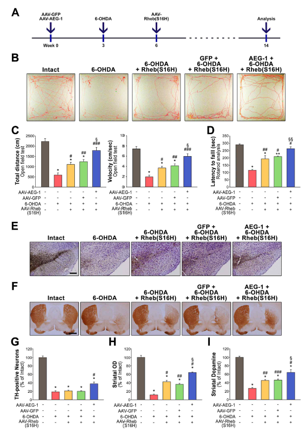 AEG-1 도입에 의한 도파민 신경 시스템 기능회복효과 확인. AEG-1 또는 대조유전자 GFP 도입 3주 뒤 대뇌 선조체에 6-OHDA를 투여하여 3주간 신경퇴화를 유도한 다음, Rheb(S16H)를 흑질 내 도입하여 구조적 기능적 재활성을 유도함. Rheb(S16H) 도입 8주 뒤에 해당 동물 모델에서 운동수행능력을 평가하고, 마우스를 희생시켜 뇌조직을 얻음. 얻어진 뇌조직을 활용하여 도파민 신경 시스템의 구조적 회복 확인 및 뇌내 도파민과 대사산물의 양적 변화를 조사하여 기능 재활성의 효과를 비교 분석함. (A) 실험 모식도. (B & C) Open-field test에서 마우스의 움직임을 추적. 전체 이동거리와 속도를 그래프로 수치화함. (D) Rota-rod test 결과를 그래프로 수치화. (E-H) 조직 면역염색 결과와 보존된 도파민 신경세포 수 및 회복된 대뇌 선조체의 도파민 신경섬유 밀도를 그래프로 수치화. (I) 선조체 내 잔여 도파민 분석 및 그래프로 수치화