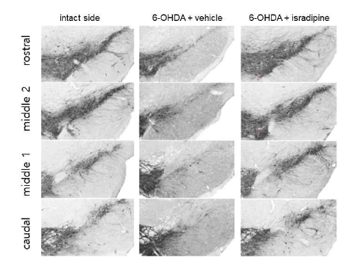 Isradipine의 도파민 신경세포 보호효과 Ilijic et al., 2011 Neurobiol. Dis