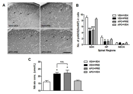 apocynin에 의한 neuronal nitric oxide synthase 활성 변화 (A, B) 및 산화질소 생성의 변화 (C)