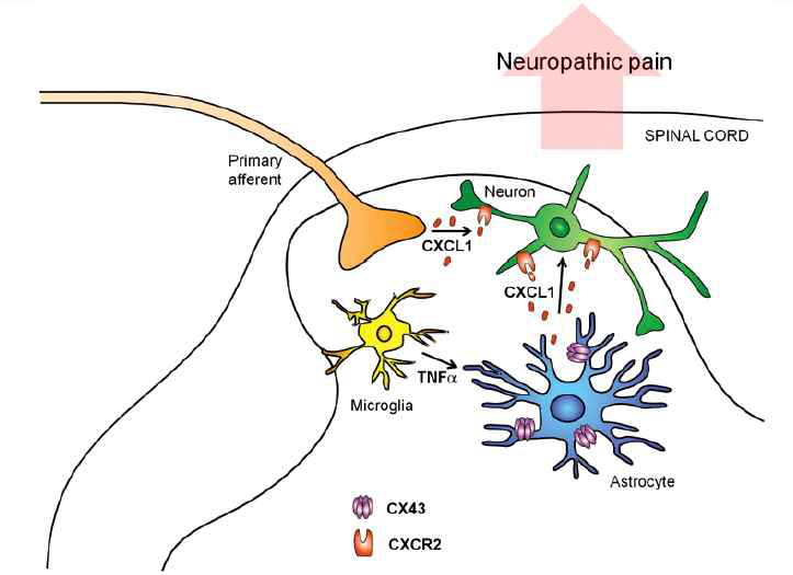 만성통증 유발과 관련되는 교세포-교세포 및 신경-교세포 네트워크 및 활성인자 모식도(Chen et al., Brain, 2014)