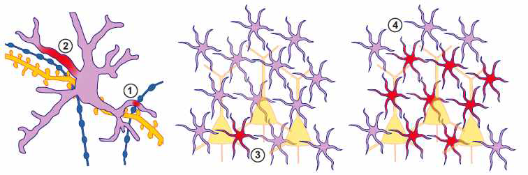 별아교세포 사이의 gap junction을 통한 Ca2+ 시그널 확산 모식도 (Min et al., Front Comput Neurosci. 2012)