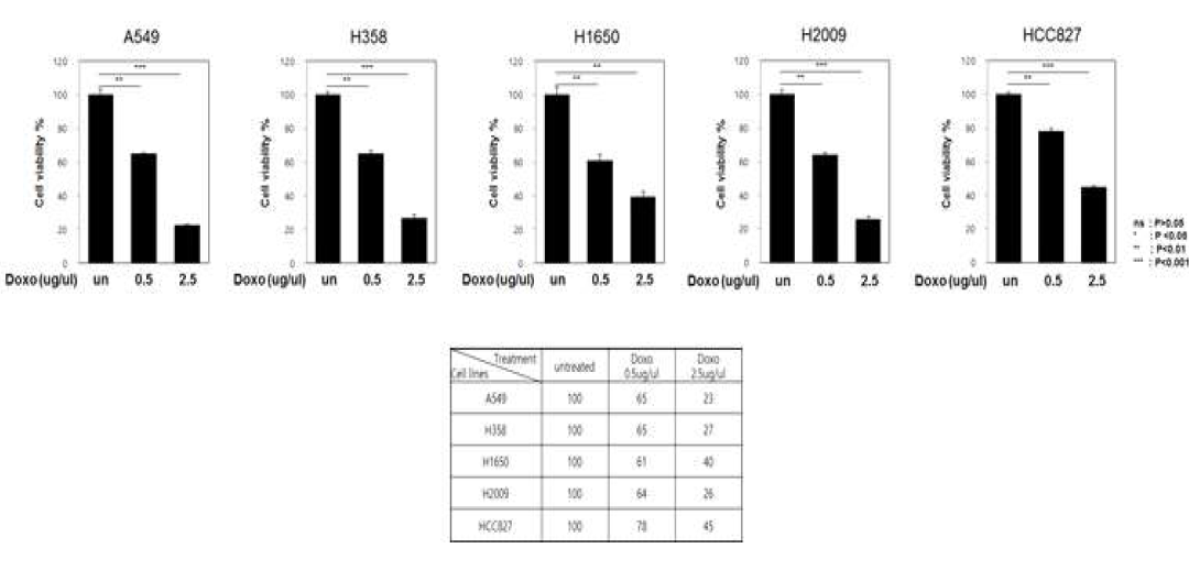 5종의 폐암세포주에서 doxorubicin 농도에 따른 cell viability (%) 측정