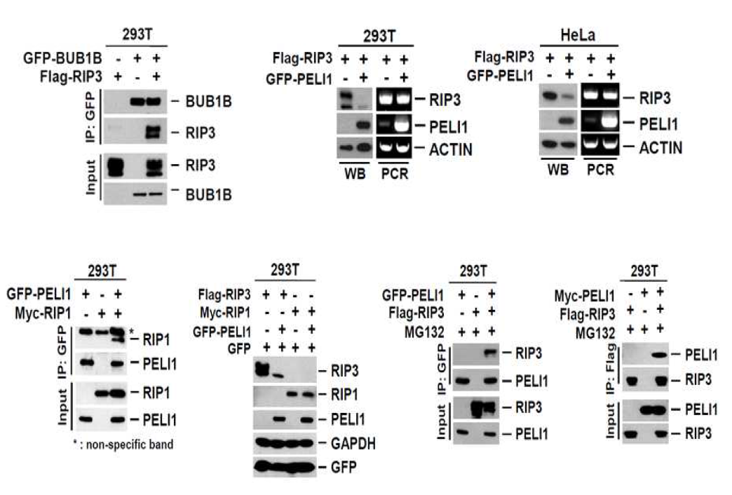 타겟인자의 in vivo 검증을 통한 binding assay