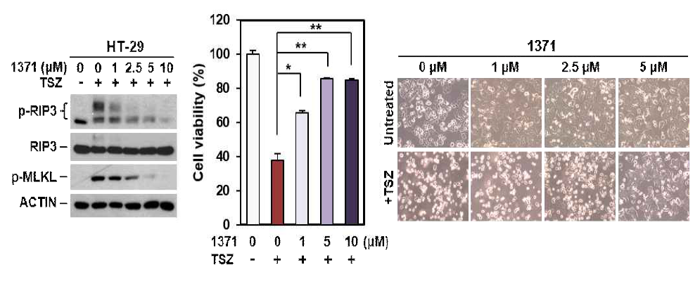 HS-1371이 농도 의존적으로 necroptosis 신호와 세포사멸을 저해