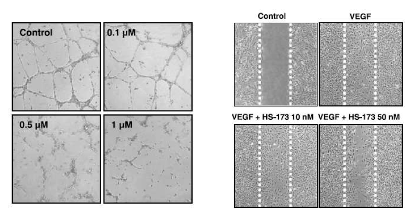 HS-173에 의한 angiogenesis 억제 효과
