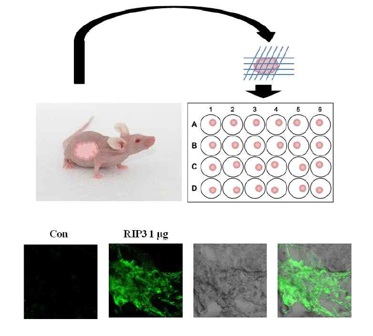 조직 내 RIP3-GFP 발현 확인