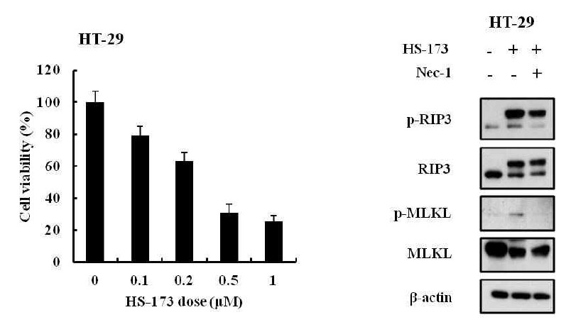 HS-173의 항암 효과 및 Necroptosis 유도 능력
