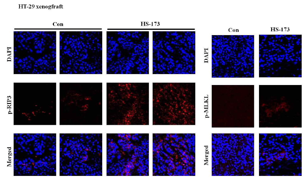 HT-29 xenograft 동몰 모델에서 HS-173의 necroptosis 유도