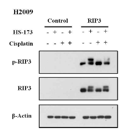 RIP3 과발현 세포주에서 Cisplatin과 HS-173의 necroptosis에 미치는 영향