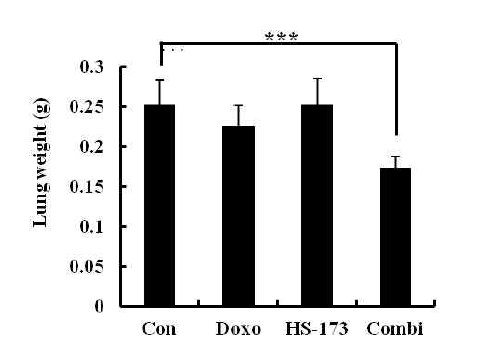 동물 모델에서의 HS-173과 Doxorubicin의 병용 처리 후 폐의 무게 측정