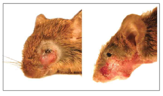 SLITRK5 KO 생쥐에서 과도한 grooming으로 인한 얼굴 피부 상처가 발생함
