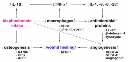 Schematic demonstration of molecular signaling found in the BRONJ POE compared to the CMO as the control. The red arrows are the signals in the POE 6 h after surgical intervention, and indicate the primarystatus of BRONJ. The blue arrows are the signals in the POE 1 and 2 days after surgery and indicate the wound healing progress of BRONJ. A linear line represents a direct influence, and a dotted line means an indirect influence. The primary status of the BRONJ POE sample taken 6 h after surgery shows the inhibition of macrophage activation, osteogenesis, and angiogenesis, the upregulation of IL-10, and the downregulation of TNFa, IL-1, -6, -8, and -28, and antimicrobial proteins. The wound healing progress of BRONJ 1 and 2 days after surgery shows the increase of macrophage activation, osteogenesis, and angiogenesis, the downregulation of IL-10, and the upregulation of TNFa, IL-1, -6, -8, and -28, and antimicrobial proteins. Compared to the control, the BRONJ POE discloses the rapid elevation of inflammatory signaling followed by the increase of angiogenesis and osteogenesis for the wound healing progress of the BRONJ lesion