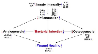 Schematic demonstration of molecular signaling found in the CSO POE at 1 day and 2 days compared to that of 6 h. The red arrows point to the signals in the control, indicating the primary status of CSO. The blue arrows point to the signals in the POE at 1 and 2 days, indicating the wound healing progress of CSO. The suppression of the innate immune system, angiogenesis, and osteogenesis by the bacterial infection in the bone marrow was gradually restored during the 2 days following surgery