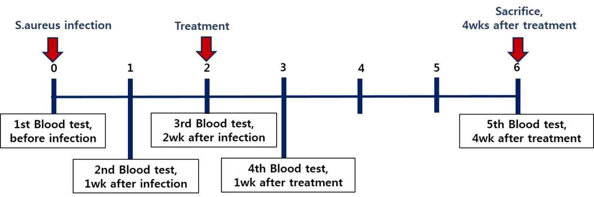 세균감염 동물모델의 배액관 및 세척수 치료 실험 타임테이블