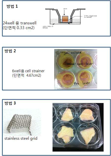 피부 기관 모델