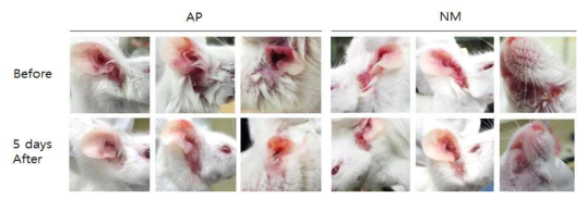 The change of symptoms in Behcet’s disease mice after treated with AP or NM as skin ointment