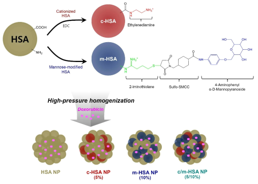 c-HSA와 m-HSA의 합성방법 및 독소루비신 (doxorubicin) 봉입된 c/m-HSA NP의 제조 및 포뮬레이션 특성