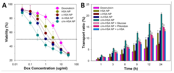 U87MG glioma 세포에서의 doxorubicin, HSA NP, c-HSA NP, m-HSA NP 및 c/m-HSA NP의 세포독성 (A). 독소루비신 및 각 나노입자의 bEnd.3 세포 단층막에서의 투과도