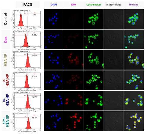 U87MG glioma 세포에서 Dox, HSA NP, c-HSA NP, m-HSA NP 및 c/m-HSA NP의 flow cytometry 및 CLSM (nuclei, Dox와 lysosomes의 염색: blue, red and green, ×400)