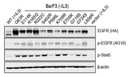 Ba/F3 세포에서의 EGFR 점돌연변이 과발현에 따른 EGFR 인산화 정도