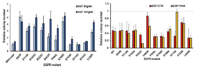 EGFR 점돌연변이 과발현 NIH-3T3 세포주를 이용한 부착비의존적 콜로니 형성 assay 결과