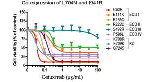 EGFR 점돌연변이 및 이합체 형성 저해 돌연변이 과발현 Ba/F3 세포주의 cetuximab 에 대한 감수성