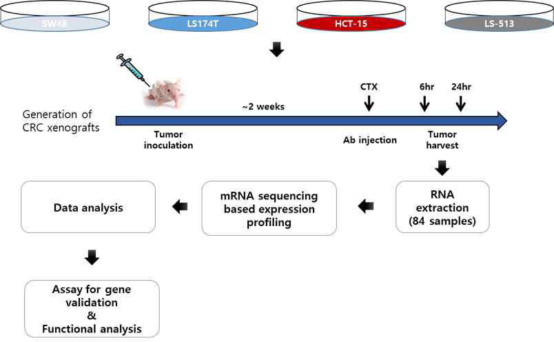 대장암 세포주를 아용한 동물 모델 확립 및 RNASeq 기반 mRNA 발현프로파일 모식도