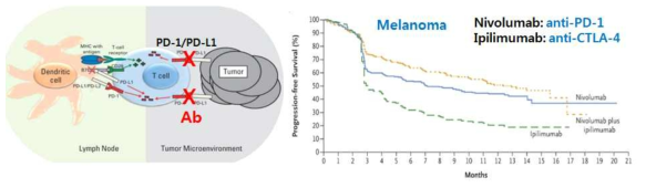 면역억제인자인 PD-1과 CTLA-4를 억제하는 항체 치료의 효능 및 한계. 암 조직에서 항암 살상의 effector인 CD8 T 세포의 활성을 억제하는 PD-1 등이 작용하여 암의 면역 제거가 어려움 (왼쪽). 이 면역억제인자를 억제하는 항체(Ab)의 치료 가능성 모식도(왼쪽 adapted from Postow et al J Clin Oncol 2015)와 이들 항체의 melanoma 환자 임상 시험 결과(오른쪽 adapted from Larkin et al N Engl J Med 2015)