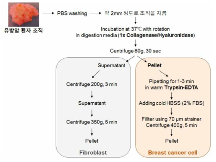 유방암 조직으로부터 암세포 배양하는 방법