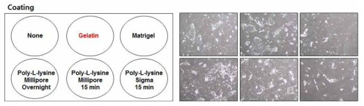 코팅 용액에 따른 암세포의 배양 차