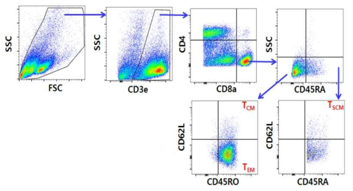 삼중음성유방암 유래 배양된 종양침윤림프구의 분화도 FACS 분석 전략 (CD8 T 세포). 일차적으로 배양된 림프구들을 CD3, CD4, CD8, CD45RA, CD62L, CD45RO 등에 대한 항체로 염색한 후 FACS 분석을 그림에 나와 있는 방식으로 분석함