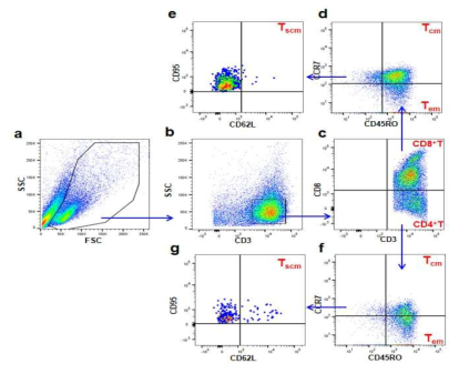 T 세포의 분화도를 측정하기 위한 전략 FACS plot