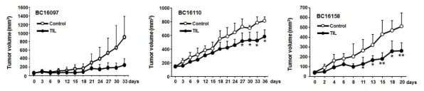 삼중음성 유방암 동물모델에서 TIL의 종양억제 효능 관찰