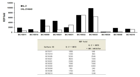 대량 배양 시 Akt inhibitor를 사용했을 때 종양침윤림프구의 증식율