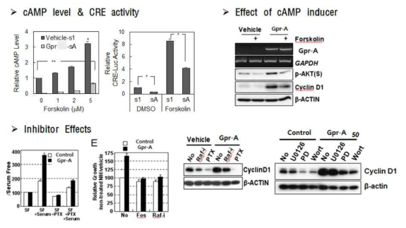 cAMP level 을 조절하여 inhibitory G 단백질을 통하여 CyclinD1 level을 조절함