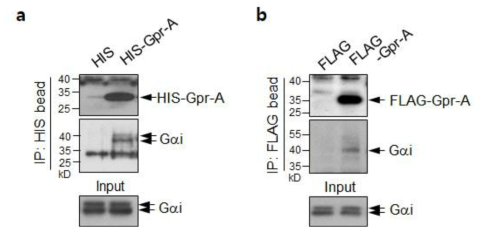 Gpr-A와 세포 내 G 단백질의 상호결합 확인