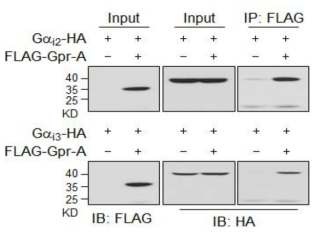 Gpr-A와 G 단백질의 상호결합 재확인