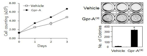 Gpr-A 과발현 세포의 세포성장속도 및 비부착성 세포성장 능력 확인