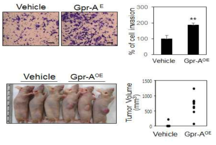 Gpr-A 과발현 세포의 세포침투능력 및 종양형성능력 확인