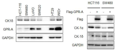 중개자 단백질 CK1δ의 확인