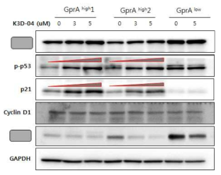 p21, p53 단백질의 발현 변화
