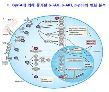 Gpr-A에 의해 증가된 p-FAK, p-AKT, p-p53의 예상