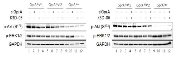 Gpr-A 발현정도가 다른 위암 세포주에서 약물과 siRNA의 시너지효과에 따른 AKT, Erk의 인산화 억제효과