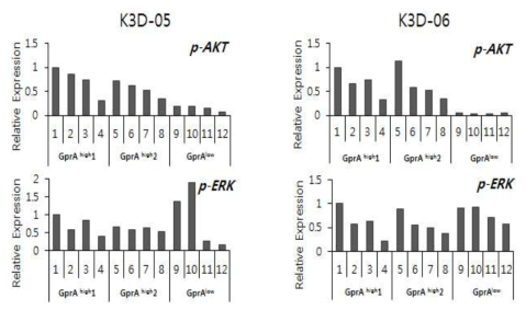 Gpr-A 발현정도가 다른 위암세포주에서 약물과 siRNA의 시너지효과에 따른 AKT, Erk의 인산화 정량 분석