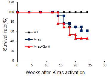 K-ras+Gpr-Aov 마우스 생존율 분석