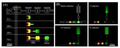 (A) 초미세유체역학 장치 내에서 Alexa와 SRB 형광물질을 분리/농축함 (B) 공압밸브를 이용하여 분리된 형광물질을 collection 채널에 축적함